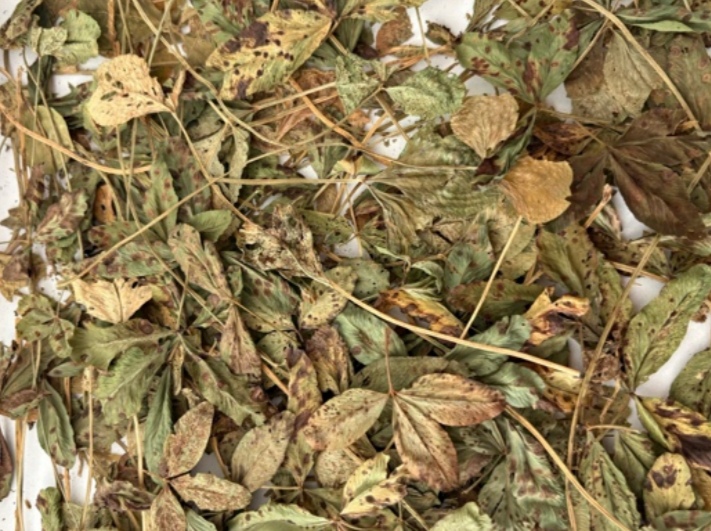 <p>Uromyces trifolii - deteljna rja (rod Uromyces)</p>