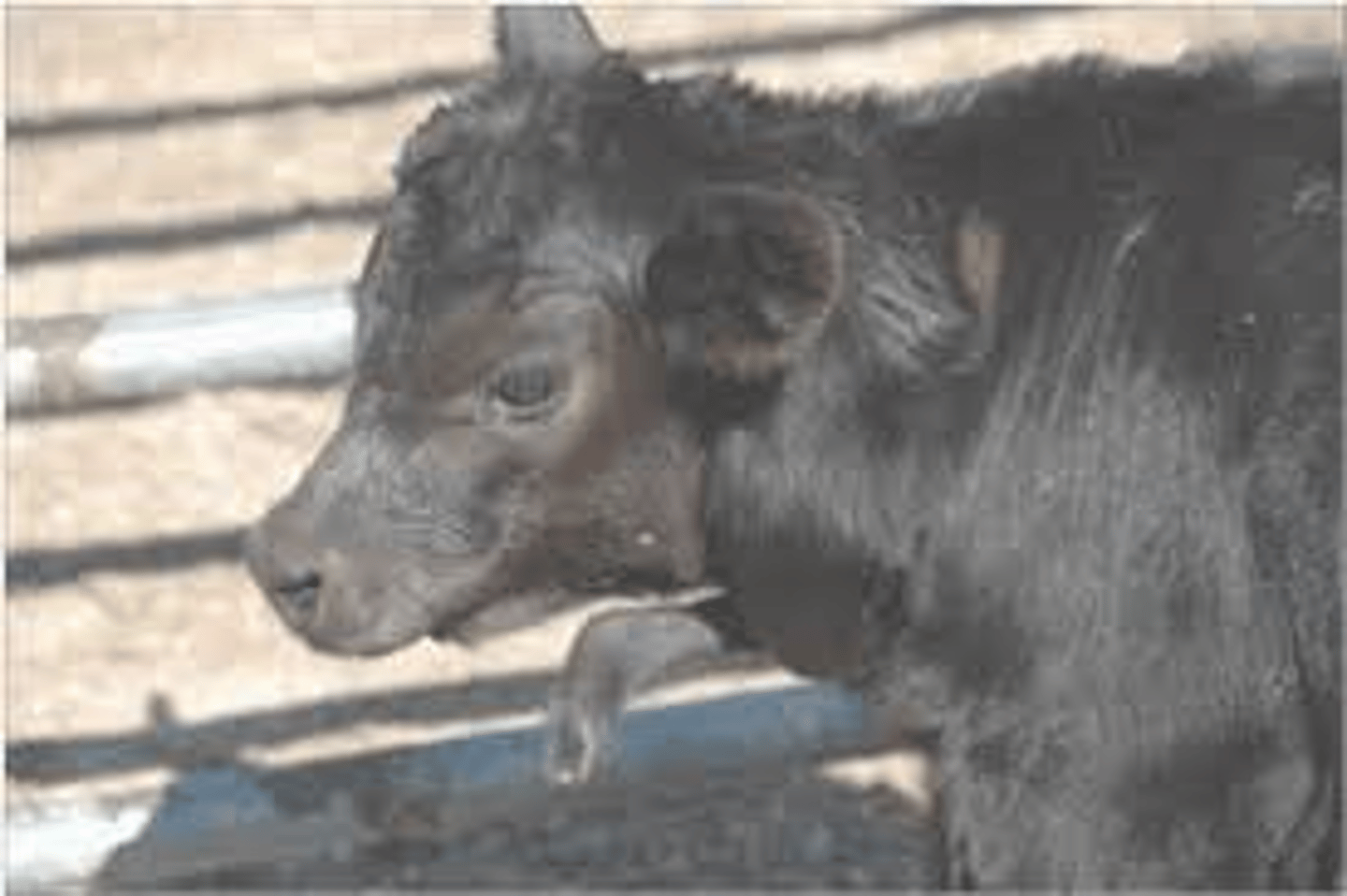 <p>Breed affected: Angus</p><p>Appearance: Born w/ additional limbs from the neck/shoulder area</p><p>-Recessive (calves can live if removed, death occurs from birthing difficulties) </p><p>Test: DNA test </p><p>Results: DDF (free), DDC (carrier), or DDA (affected) *can't register*</p>