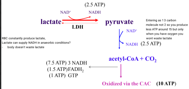 <ul><li><p>its a metabolic fuel in aerobic metabolism </p></li><li><p>oxidation of lactate generates 15 ATP</p></li></ul><p></p>