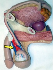 <p>Identify this network of veins.</p>