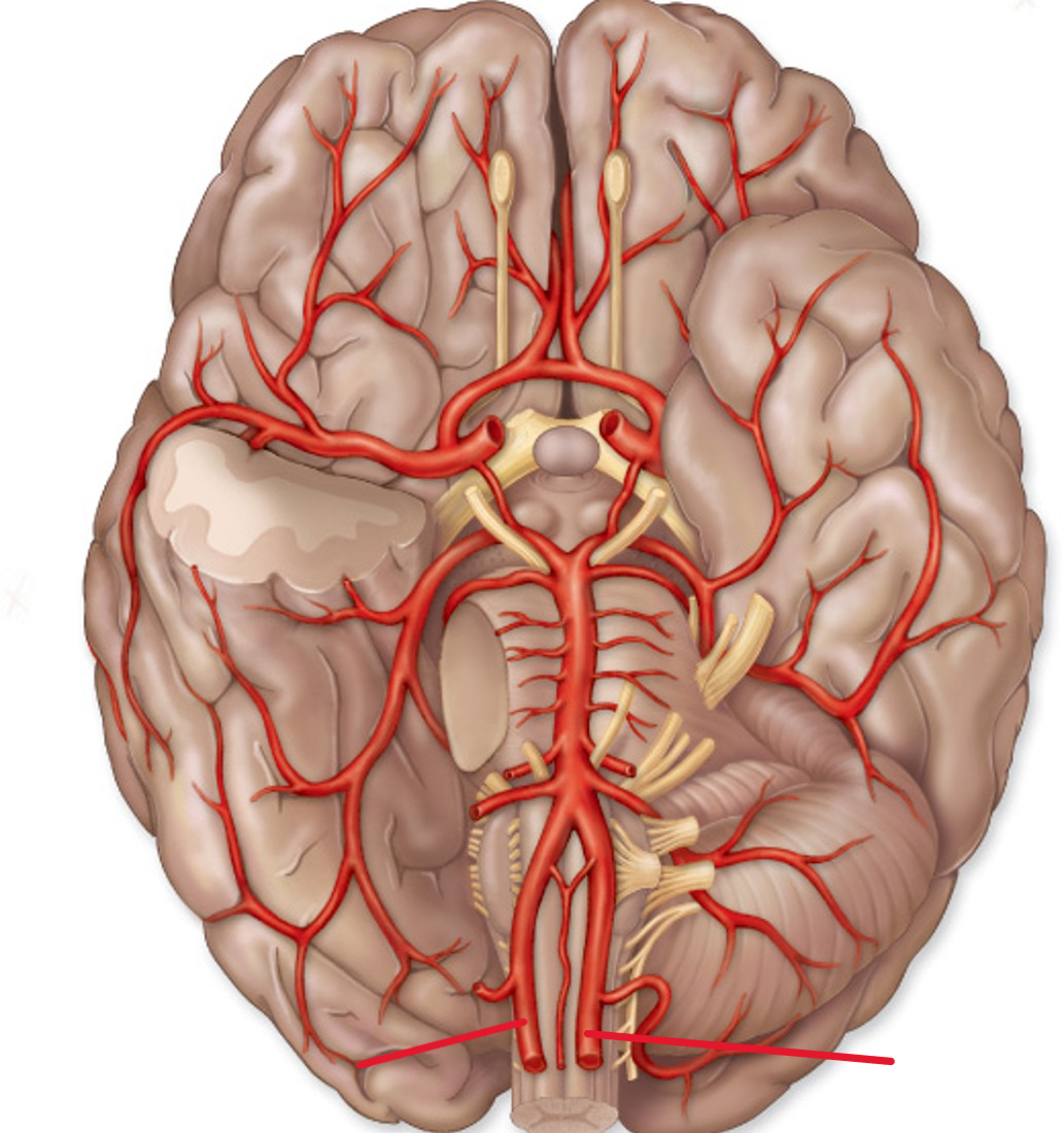 <p>Name the artery</p>