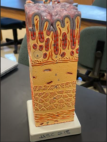 <p>Stomach</p>