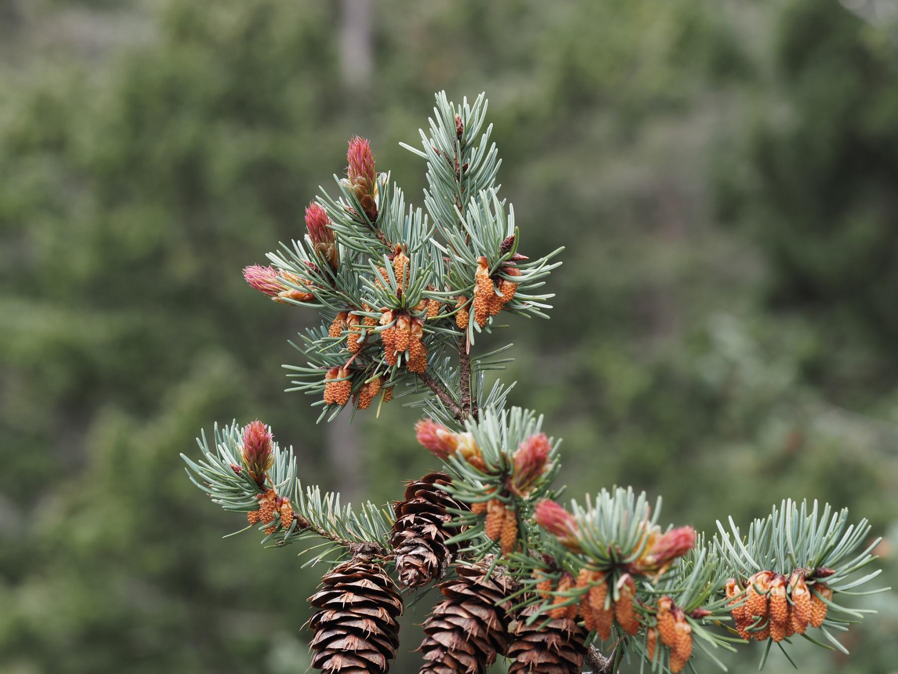 <p><em>Pseudotsuga menziesii</em></p>