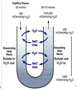 <p>peritubular capillaries for deep juxtaglomerular nephrons. Helps to maintain hyperosmotic medulla via a passive countercurrent-exchange mechanism where the salt is picked up as it goes down with the loop of henle is lost again as it goes back up with the loop</p>