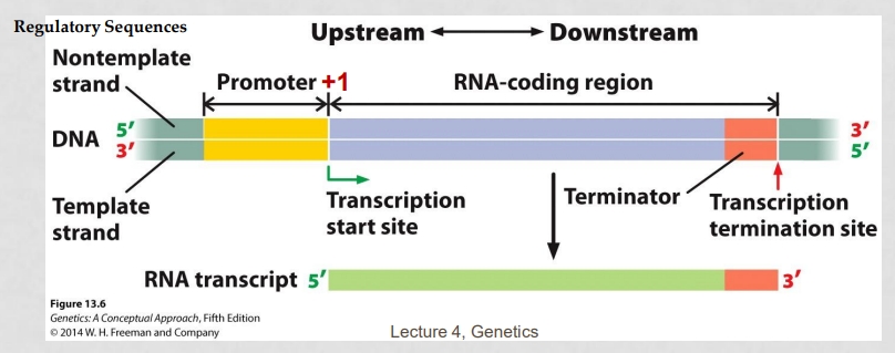 <p>TXN unit: sequence NT in DNA that has info to encode RNA molecule</p><p>Includes: promoter, RNA coding sequence, terminator</p>