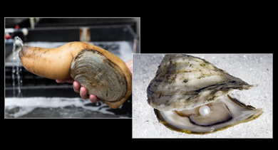 <p>Which phylum and class do these belong to</p>