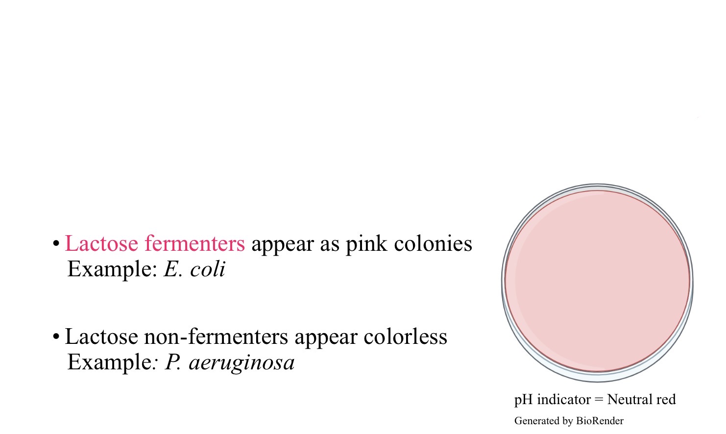 <p>MacConkey agar</p>