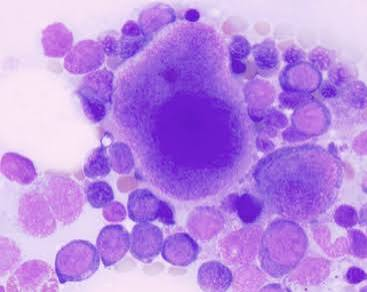 <p>what is the cell type and species?</p>