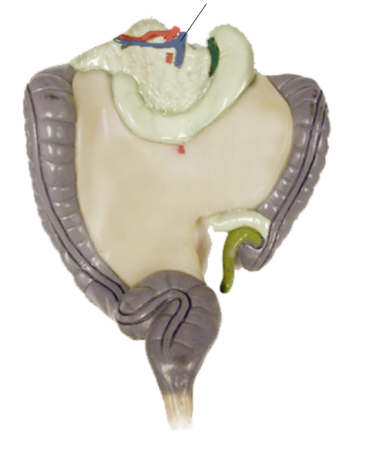 <p><span>Name the structure</span></p>