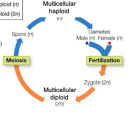 <p>Gametes - Fertilization - zygote - Multicellular diploid - meiosis - spores - multicellular haploid </p>