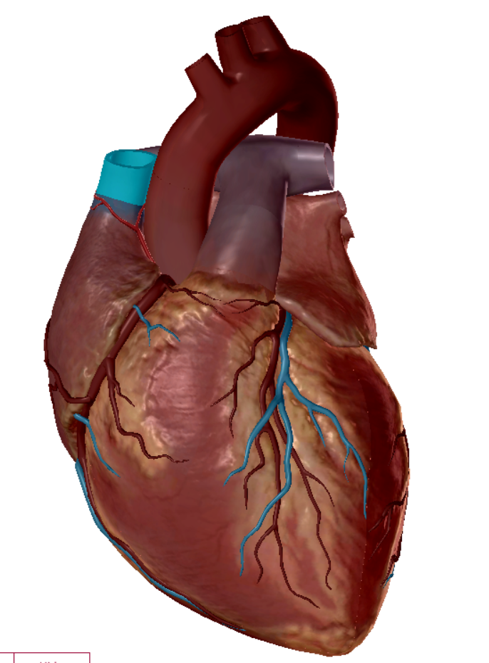 <p>upper portion of vena cava</p>