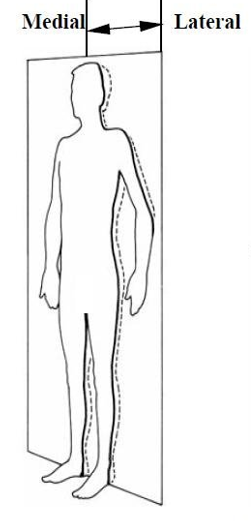 <p>What <span style="color: rgb(44, 91, 18);"><strong>plane</strong></span> separates the medial and lateral portions?</p>