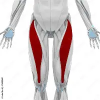 <p>Extends leg at knee and flexes thigh</p>