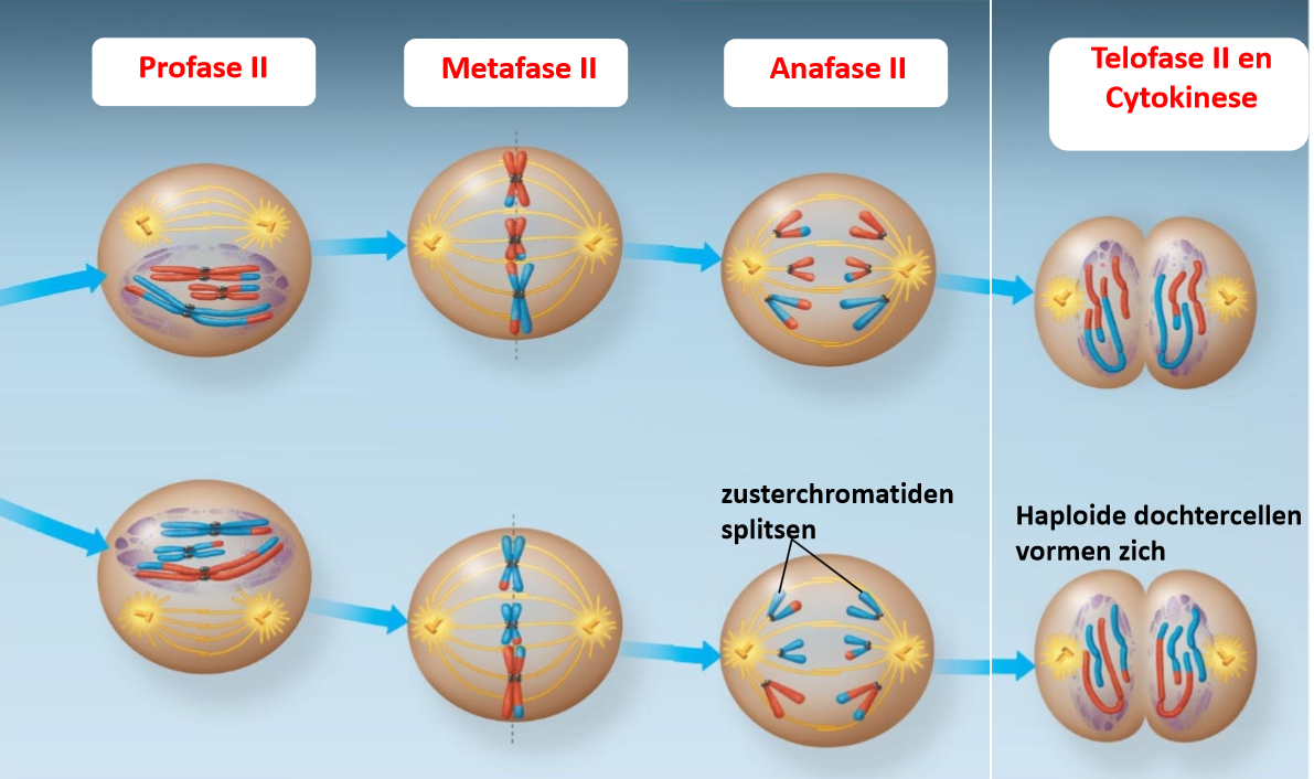 <p><strong>Mitose en meiose II lijken op elkaar in fasen, maar mitose vindt plaats in diploïde lichaamscellen en produceert identieke dochtercellen, terwijl meiose II haploïde gameten vormt met genetische variatie.</strong></p><p><strong>let wel op er is crossing over gebeurd bij meiose 1 en nog zichtbaar bij meiose 2 en bij mitose is het een exacte replica van de chromosoom </strong></p>