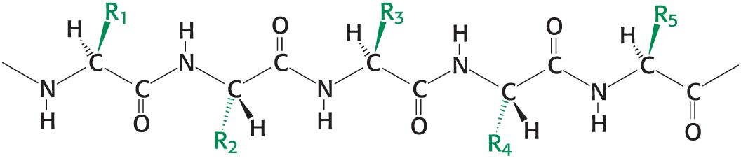 <p>the main chain (or backbone) and a variable part that makes the side chains</p>