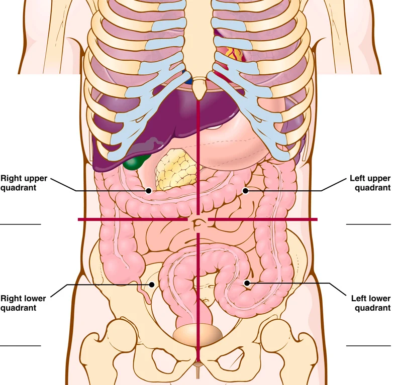 <p>Organs in left upper quadrant (LUQ)</p>