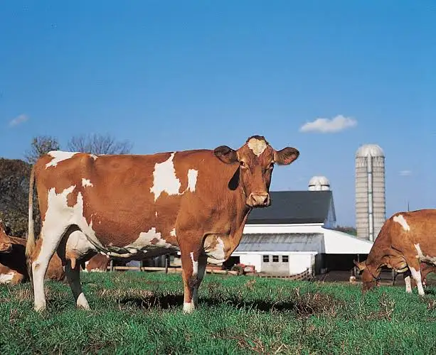 <p>Reddish Brown </p><p>High butterfat </p><p>lower quantity of milk compared to Holstein </p>