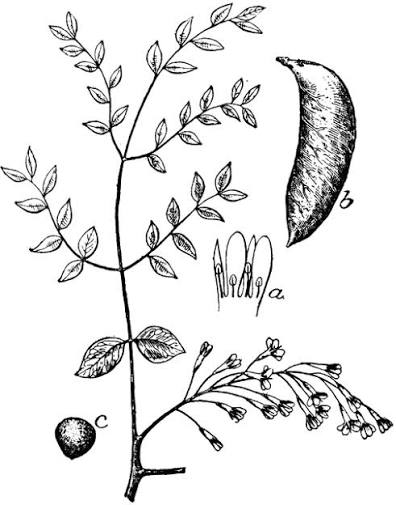 <p>Leaf - alternate, bipinnately compound, to 36” long by 24’ wide Buds - large leaf scar, terminal absent, laterals small Twig - very stout, brown or slightly greenish, glabrous to slightly velvety Fruit - Pod, reddish brown, 5-10” long, 1 1/2- 2” wide, contains large blackish brown seeds Habit - 60-75’ by 40-50’ wide Flowers - greenish white</p>