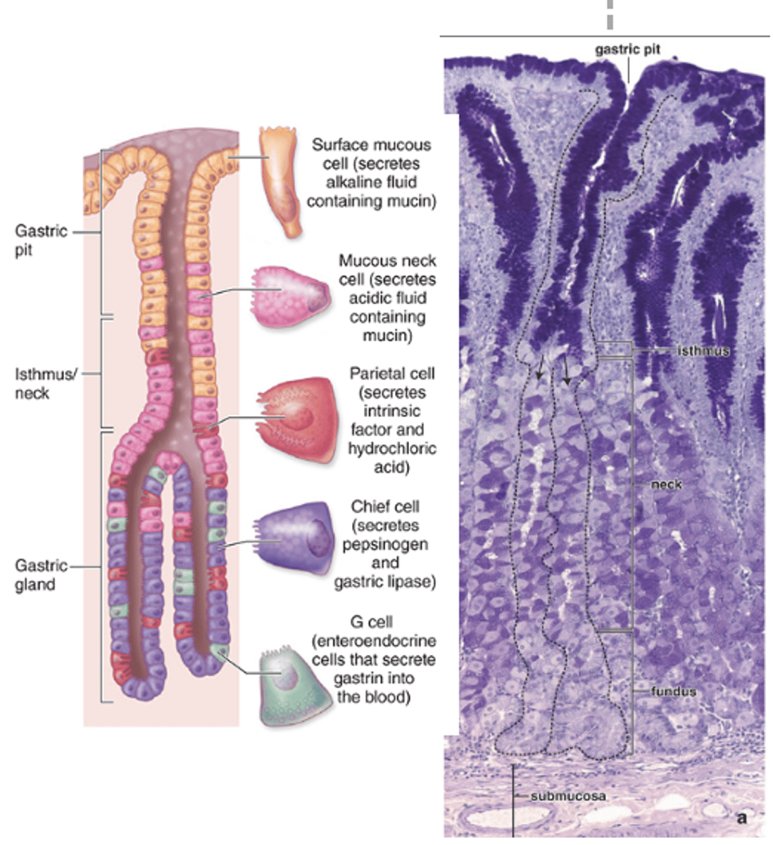 <p>Where do most fundic (gastric) glands branch?</p>