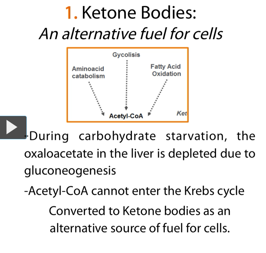 <p><u>During Starvation</u></p><p><strong>Acetyl-CoA</strong> comes from<strong> 3 places:</strong></p><ol><li><p>Amino Acid Catabolism (protein catabolism)</p></li><li><p>Glycolysis (carbohydrate catabolism)</p></li><li><p>Fatty Acid Oxidation (fatty acid catabolism)</p></li></ol><p><strong>All three </strong>of these <strong>lead</strong> to the <strong>production of Acetyl-CoA</strong></p><p><strong>During</strong> <strong>carbohydrate starvation</strong>, the <strong>liver </strong>is <strong>flooded </strong>with <strong>acetyl-CoA</strong> from the <strong>amino acid catabolism, </strong>from <strong>glycolysis, </strong>from <strong>fatty acid oxidation</strong>.</p><p>However, during the <strong>starvation</strong> (no glucose coming in) the<strong> oxaloacetate</strong> in the <strong>liver depleted</strong> due to <strong>gluconeogenesis</strong>. (gluconeogenesis uses oxaloacetate, OAA: “entry ticket” for acetyl-CoA into Krebs cycle. Problem: Oxaloacetate gets used up, <strong>LOW OAA</strong>)</p><p>5. Meanwhile… fat is being burned like crazy</p><ul><li><p>Fat → fatty acids</p></li><li><p>Fatty acids → <strong>β-oxidation → lots of acetyl-CoA</strong></p></li></ul><p>6. Acetyl-CoA tries to enter Krebs cycle…</p><p>But:</p><ul><li><p><strong>No OAA</strong> = no entry</p></li><li><p>Krebs cycle slows down</p></li></ul><p>Think: <strong>Acetyl-CoA + OAA → citrate (this step is blocked)</strong></p><p>7. So acetyl-CoA builds up</p><p>Now the liver is like: <strong>I have too much acetyl-CoA</strong> and<strong> nowhere to put it.</strong></p><p>8. Solution: convert to <strong>ketone bodies</strong></p><p>Liver turns excess acetyl-CoA into:</p><ul><li><p>Acetoacetate</p></li><li><p>β-hydroxybutyrate</p></li><li><p>Acetone</p></li></ul><p>9. Send ketones to the body</p><ul><li><p><strong>Brain uses ketone bodies</strong></p></li><li><p><strong>Muscles use ketone bodies</strong></p></li></ul><p>This <strong>saves glucose</strong></p><p>Therefore, <strong>Acetyl-CoA</strong> cannot enter<strong> into the Kreb’s cycle </strong>and therefore is converted into <strong>ketone bodies.</strong></p>