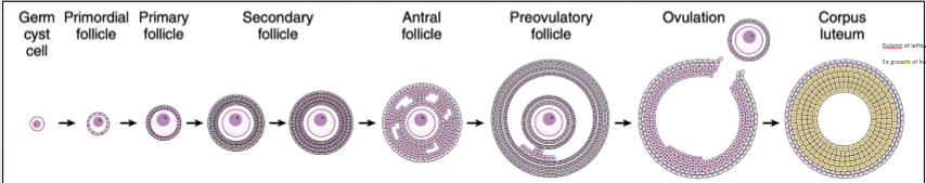 <p>during proestrus, the growth of one of more follicles occurs in the ovaries. start w single germ cyst cell and build tissue of multiple cells around it. preovulatory follicle most advanced, as we build it, it has specific morphology</p>