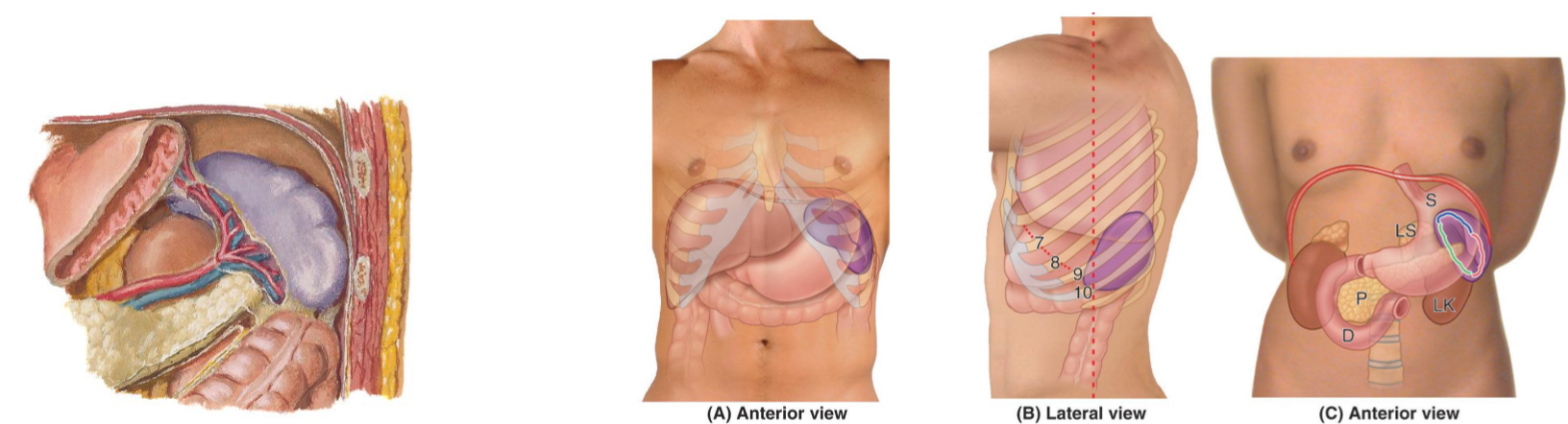 <ul><li><p><strong>Deep</strong> in <strong>upper left quadrant</strong> to <strong>left ribs 9-10/11</strong></p><ul><li><p>Risk of injury from rib fractures → life threatening due to possibility of <em>major blood loss</em></p></li></ul></li><li><p><strong>Variable</strong> in shape</p></li><li><p><strong>Intraperitoneal</strong></p></li><li><p><strong>Splenic hilum</strong> close to <strong>pancreatic tail</strong></p></li></ul><p></p>