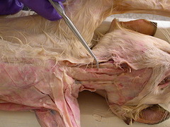 <p>muscle that serves to draw the hyoid bone caudally</p>