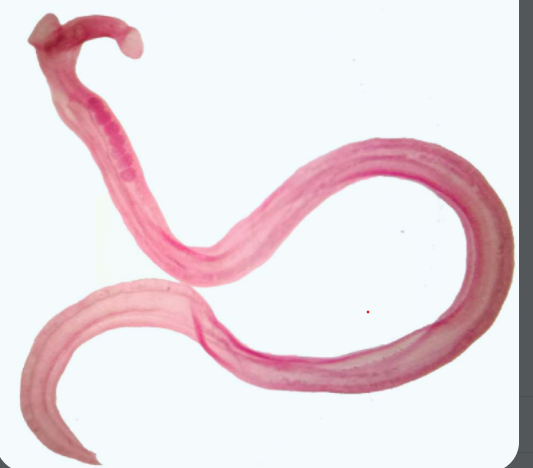 <p><em>Schistosoma </em>spp</p>