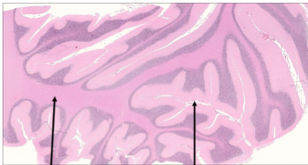 <p>Slide 41</p>
