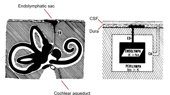 <p>what makes endolymph?</p>