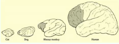 <p>The frontal lobe</p>