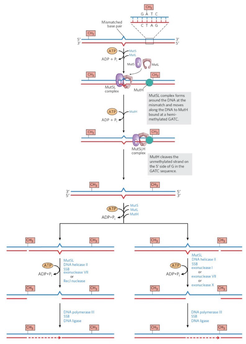 <p><strong><u>Recognition:</u></strong></p><p>This pathway follows DNA pol during replication to double-check its work</p><p><strong>Mismatch Repair (MMR)</strong> corrects mismatched base pairs mainly from errors in replication; Genetic defects in eukaryotic MMR are associated with Hereditary Non-Polyposis Colorectal Cancer</p><p>Nonfunctioning/mutated NMR pathways are ALWAYS associated with a diseased state</p><p><strong>MutL-MutS</strong> complex recognizes the mismatch</p><p><strong>MutH</strong> identifies parental GA<sup>me</sup>TC strand and newly synthesized strand; MutH endonuclease nicks the unmethylated strand</p><p></p><p><strong><u>Removal:</u></strong></p><p>Nick can be 5’ or 3’ of the mismatch</p><p><strong>Exonuclease</strong> digests from nick through mismatch</p><p><strong>DNA Pol III</strong> fills the gap</p><p><strong>DNA ligase</strong> seals the nick</p>