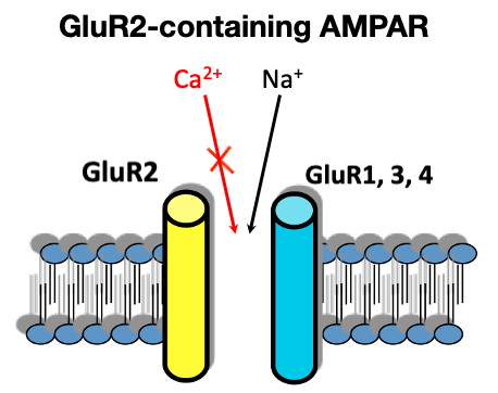 <p>most adult neurons have AMPARs with GluR2-subunits</p><ul><li><p>passes Na+ but NOT Ca2+</p></li></ul><p></p>