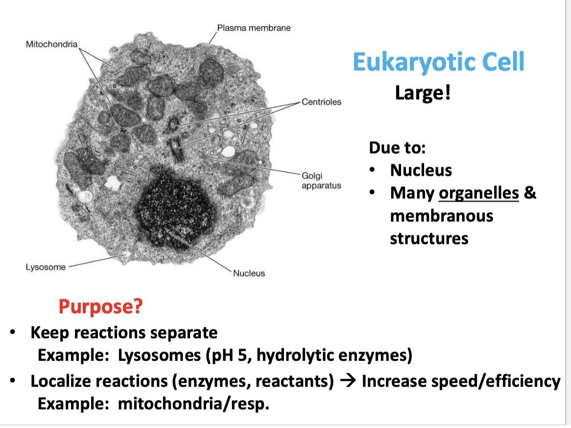 <p>By confining specific enzymes and their substrates together, compartments like <strong>mitochondria</strong> create high local concentrations of reactants, which significantly <strong>increases the efficiency and speed</strong> of metabolic processes like aerobic respiration</p>