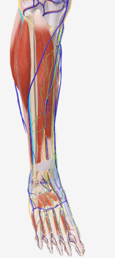 <p>Diep, boven voet</p>