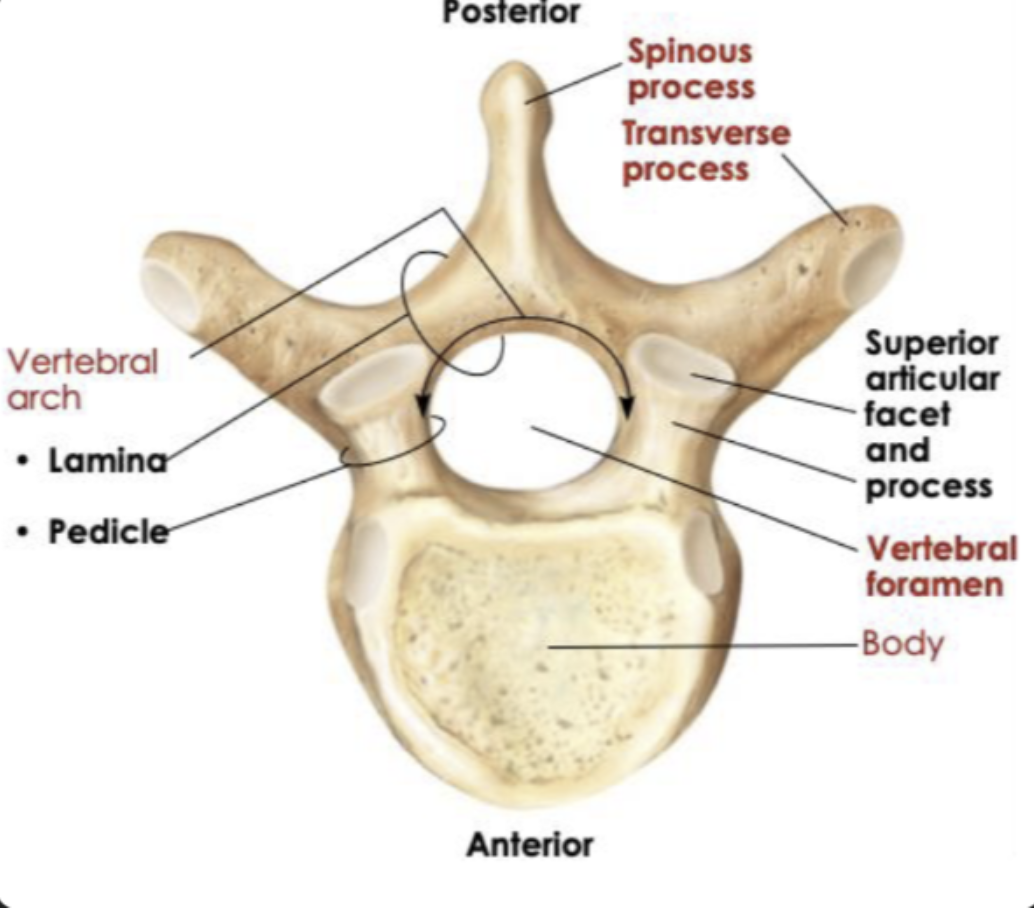 <p><strong>Cervical</strong>: Small oval body, large triangular vertebral foramen, small transverse process</p><p><strong>Thoracic</strong>: Heart shaped body, smaller circular vertebral foramen, large transverse process</p><p><strong>Lumbar</strong>: Very large, thick oval body, smaller triangular vertebral foramen but bigger than thoracic, short and flat transverse process</p>