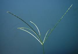 <p>Crabgrass</p>