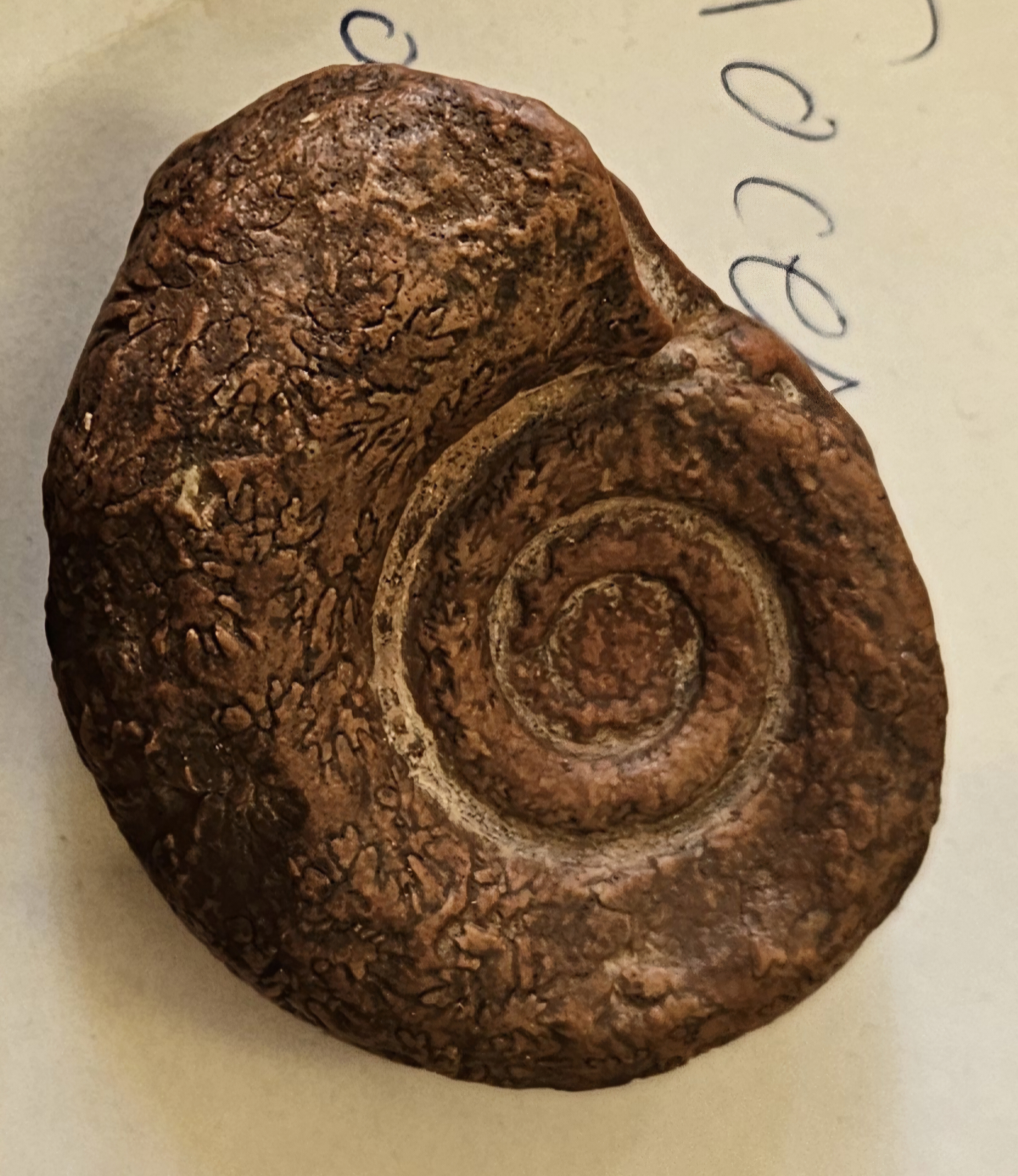 knowt flashcard image