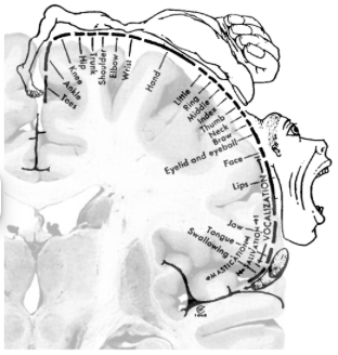 <ul><li><p><span style="background-color: transparent;">stimulated during surgery on epileptic patients</span></p><ul><li><p><span style="background-color: transparent;">Discovered that electrical stimulation causes simple movements</span></p></li><li><p><span style="background-color: transparent;">Map established (and cartooned ever after)</span></p><ul><li><p><span style="background-color: transparent;">Cartoon has been called into question (incomplete, general description)</span></p></li></ul></li></ul></li></ul><p></p>