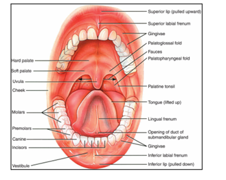 <p>what anatomy is this</p>
