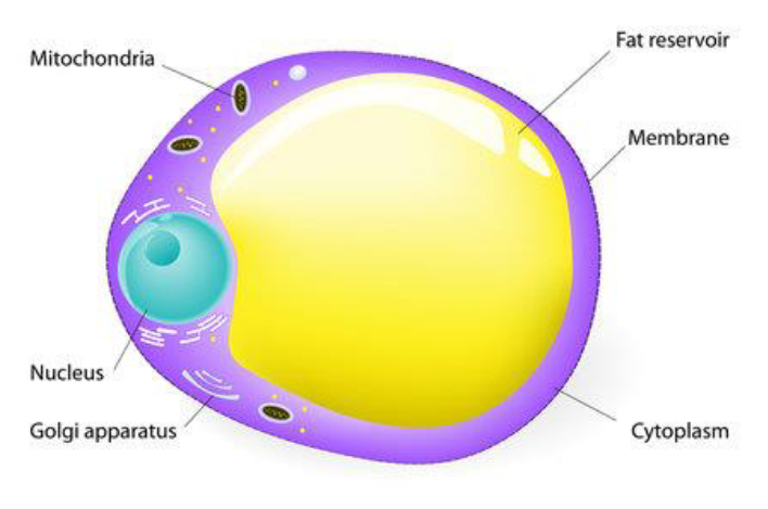 <p>Has small amount of cytoplasm </p><p>Organelles pushed to one size</p><p>Once mature enough, it’ll store TAGs</p><p>Making the cell no longer able to divide</p><p>Can’t undergo hyperplasia</p>