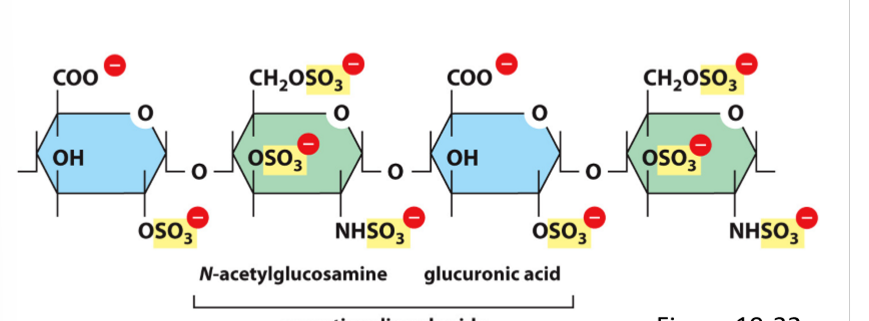 <ul><li><p>Long unbranched polysaccharide chains of repeating disaccharide units</p></li><li><p>Strongly hydrophilic; attract cations which draw in water</p></li><li><p>Can link to protein to form proteoglycans</p></li><li><p>Occupy large amounts if space</p></li><li><p>Form hydrated Gels</p></li></ul><p></p>