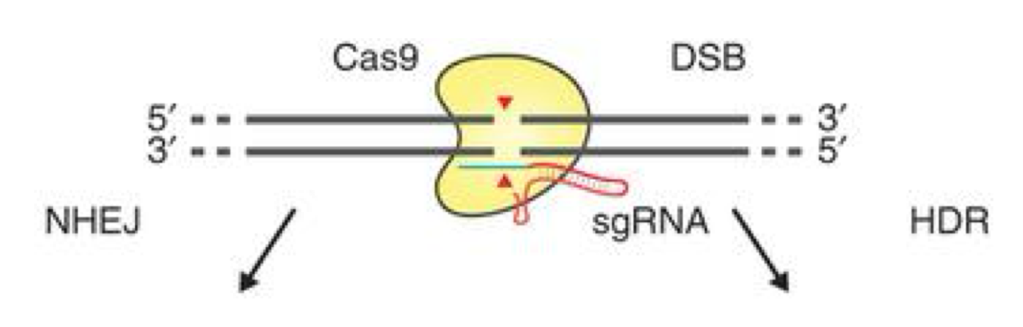 <p>1) use a guide RNA (sgRNA) to direct Cas9 to make a specific double-stranded DNA break within target sequence</p><p>2) when the cell detects the DSB, it will trigger DNA repair mechanism:</p><ul><li><p>non-homologous end joining (NHEJ): sticks broken ends back together</p></li><li><p>homology-directed repair (HDR): using the homologous chromosome as template to repair the break and fill in any sequences that may be lost </p></li></ul><p></p>