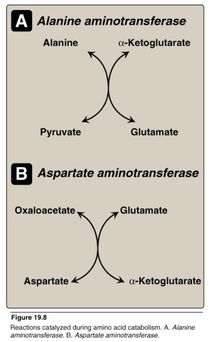 <p>It catalyzes the reversible transfer of an amino group from Alanine to alpha-ketoglutarate, forming Pyruvate and Glutamate.</p>