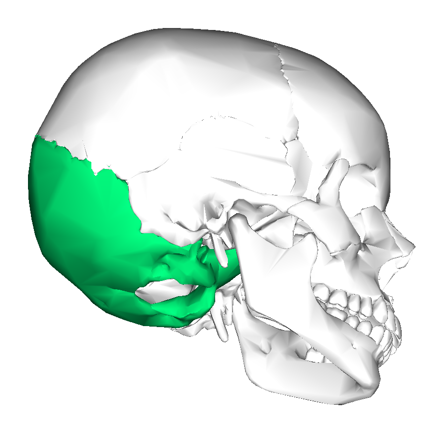 <p>back of head</p>