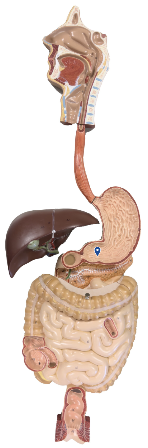 <p>Name this region of the stomach.</p>