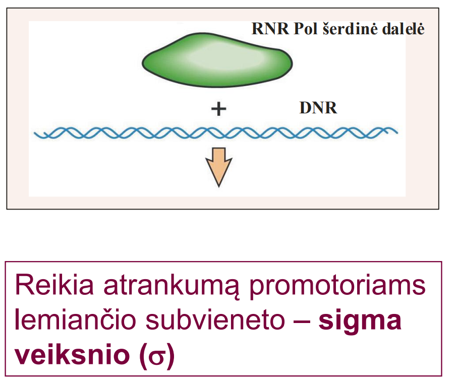 <ul><li><p>Šerdinė RNR polimerazės dalelė gali sintetinti RNR, tačiau pasižymi nedideliu giminingumu DNR </p></li><li><p>Gali prisijungti prie bet kurios DNR nukleotidų sekos panašiu giminingumu </p></li><li><p>Nėra atrankumo promotoriams - RNAP, nors ir pasižymi kataliziniu aktyvumu, negali inicijuoti RNR sintezės ties genų promotoriais </p></li><li><p>Prisijungus prie DNR, šerdinėje dalelėje nevyksta jokie erdviniai pokyčiai</p></li></ul><p></p>