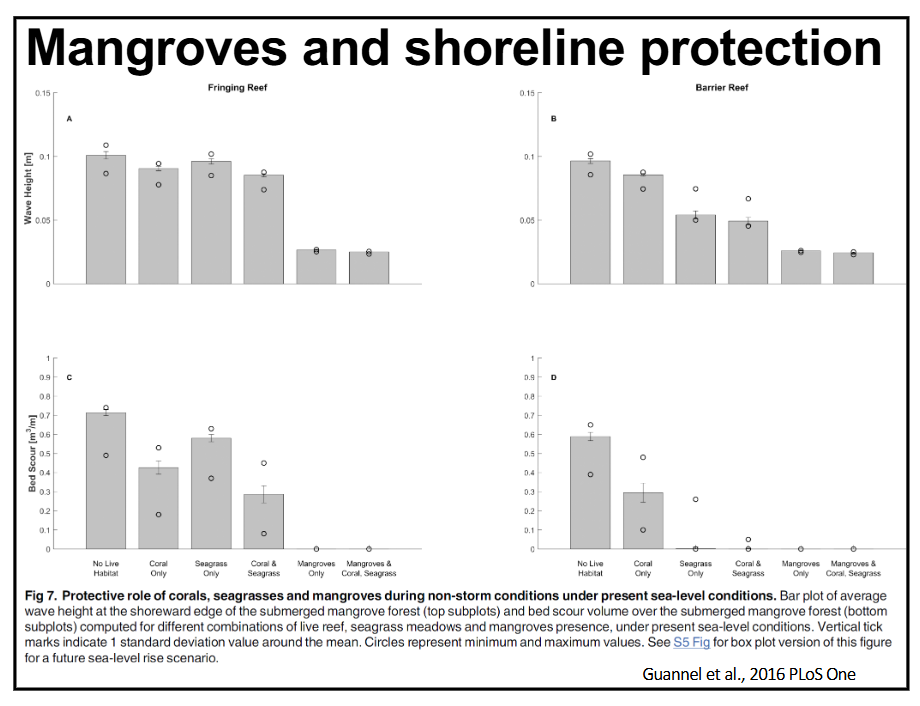 <p>describe how the presence of mangroves impacts nearby ecosystems</p>