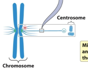 <p>The positive end of spindle microtubules attach where</p>