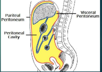 <p>peritoneal cavity</p>